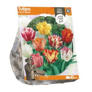 Baltus Tulipa Parrot Mixed tulpen bloembollen per 10 stuks